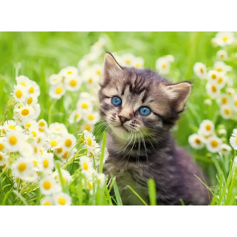 Ravensburger 00367-0 Cats Photo 500Pc Jigsaw Puzzle 2