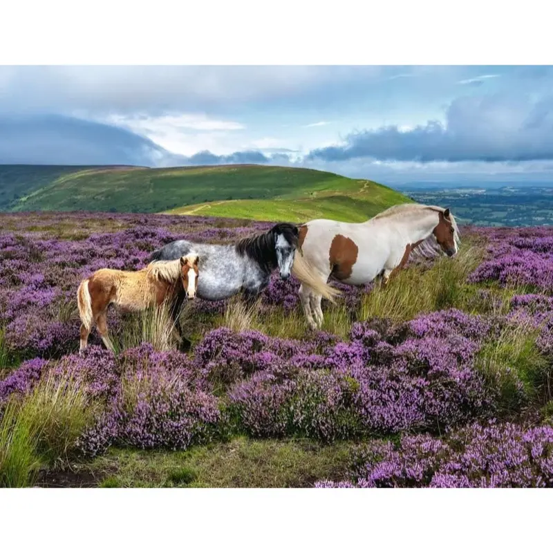 Ravensburger 01751-6 Wild Horses In The Heather 2000Pc Jigsaw Puzzle 2