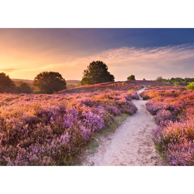 Ravensburger 01763-9 Pink Pathway 1000Pc Jigsaw Puzzle 2